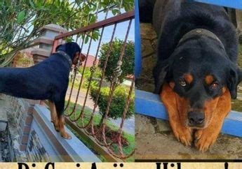 rottweiler hari ini.